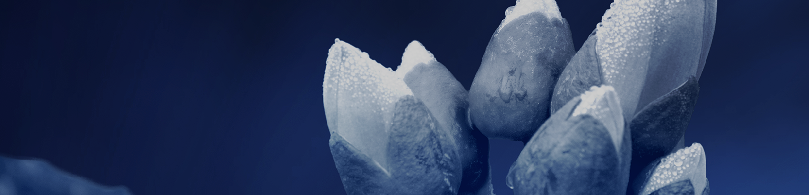 Professional partners